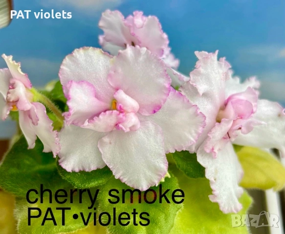 Saintpaulia Сейнтполия Сентполия African Violet Aфриканска теменужка стайна теменужка Фiалка цветя, снимка 4 - Стайни растения - 50025772
