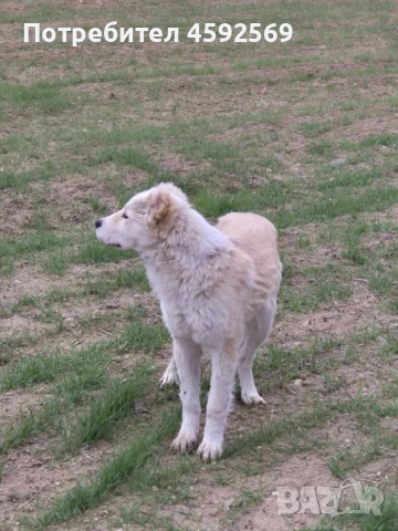 САО-Алабай, снимка 5 - Алабай - 53928529