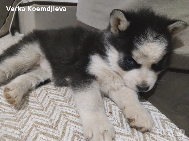 Продавам кученца Хъски 🐾