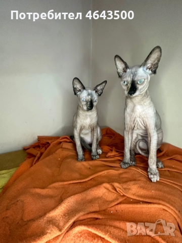 Канадски сфинкс женски на 5 месеца, снимка 3 - Сфинксове - 52383325