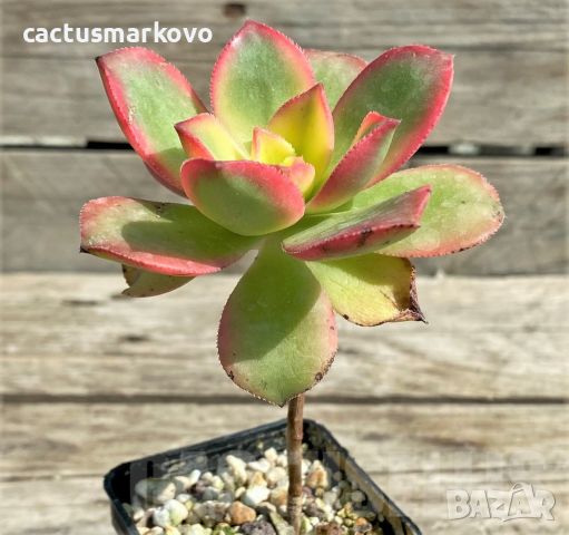 Aeonium ‘Kiwi’, снимка 2 - Стайни растения - 45171888