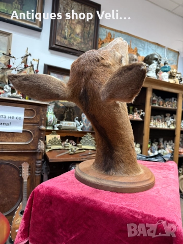 Голям ловен трофей кошута №7446 , снимка 4 - Антикварни и старинни предмети - 51971740