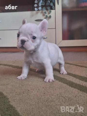 Бяло френско булдоче, снимка 1
