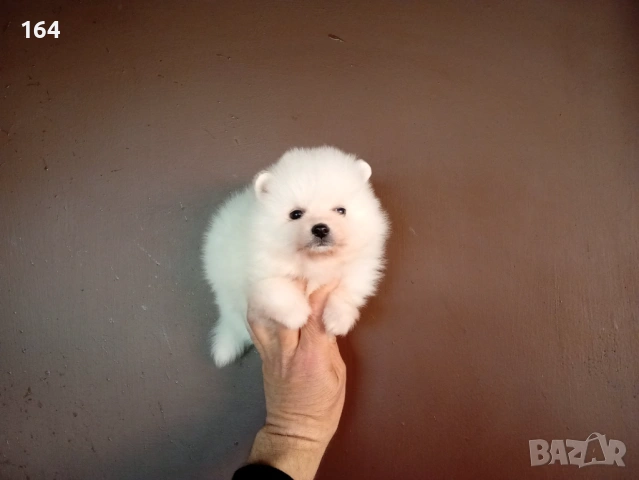 Бели Померани. Снимки 12.04.26, снимка 8 - Померан - 54106318