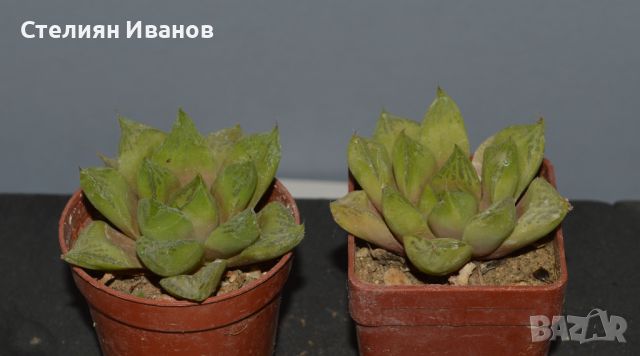 Хавортия (Haworthia × cuspidata), снимка 1 - Стайни растения - 37398670