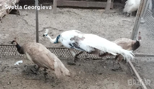 Едногодишни пауни, снимка 11 - други­ - 53754121