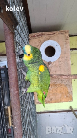 Папагали Синьочела амазона/бебета, снимка 7 - Папагали - 54095247