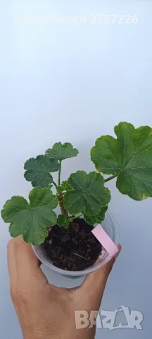 Pelargonium Bornholm, снимка 2 - Стайни растения - 47157829