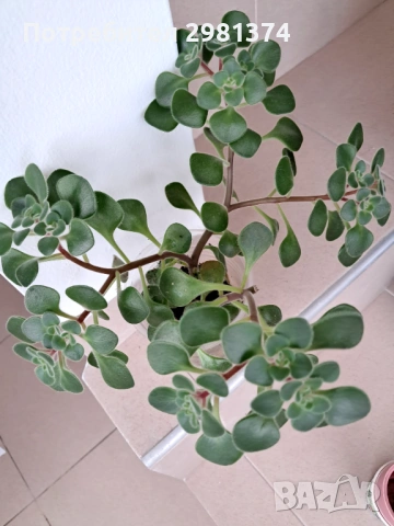 Дърво на парите, снимка 2 - Стайни растения - 54276433