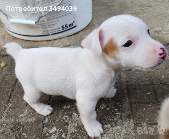 Джак Ръсел Териер , снимка 6 - Джак ръсел териер - 54012486