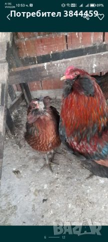 Араукана Araucana яйца кокошки пилета , снимка 2 - Кокошки и пуйки - 45126134