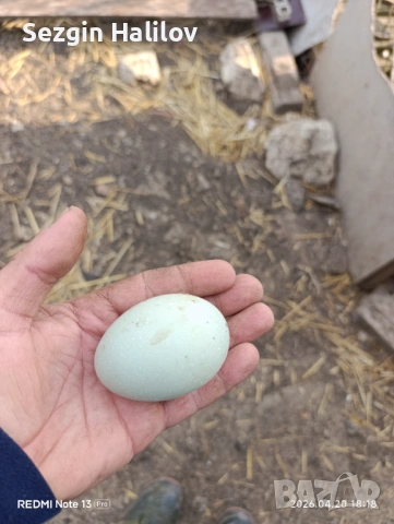 Каюга , снимка 6 - други­ - 54259015