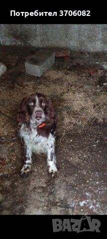 Шпрингера се продава на година и половина има интерес към гъбата копае и апортира мъжко 