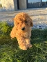 Пудел мини женско , снимка 3