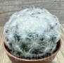 Mammillaria plumosa, снимка 1