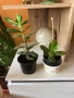 Дърво на живота в саксия, снимка 2