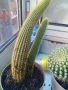 Продавам два броя кактуси , снимка 1