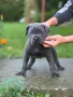 Cane Corso (Кане Корсо) Кучета, снимка 8