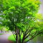 Японски клен (Зелен), снимка 6