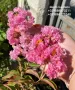 Lagerstroemia indica/Индийски люляк , снимка 1