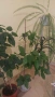 Китайска роза и Драцена, снимка 2