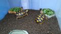 Червенокрака Костенурка Карбонария Голяма - Red-footed tortoise, Chelonoidis carbonarius, снимка 3