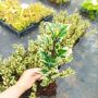 Илекс, Ilex aquifolium 'Ferox Argentea', студоустойчив, многогодишен, снимка 11