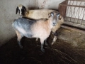 Продавам една овца, една коза, един пръч. Редовни, снимка 2