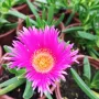 Карпобротус (Carpobrotus edulis), снимка 4