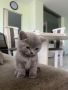 Британски котета , снимка 1 - Британска късокосместа - 45998331
