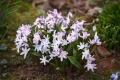 Хинодокса, сцила - розова (Scilla (syn. Chionodoxa) forbesii 'Pink Giant') – луковички, снимка 2