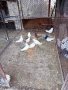 Пазарджишки гълъби , снимка 2