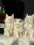 Мейн кун котенца / Мейн куун котенца / Maine coon kittens, снимка 8