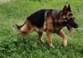 Чистокръвни немски овчарки, снимка 6