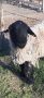 Продавам овце порода суфолк, снимка 1 - Овце - 45687524