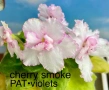Saintpaulia Сейнтполия Сентполия African Violet Aфриканска теменужка стайна теменужка Фiалка цветя, снимка 4