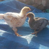Пилета , снимка 2 - Кокошки и пуйки - 45512016