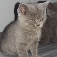 Продавам сини британски късокосмести котета, снимка 8 - Британска късокосместа - 45966062