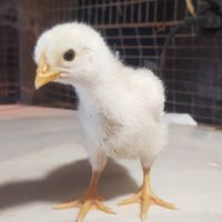 Пиленца от зелени яйца на един месец, снимка 6 - Кокошки и пуйки - 45614138
