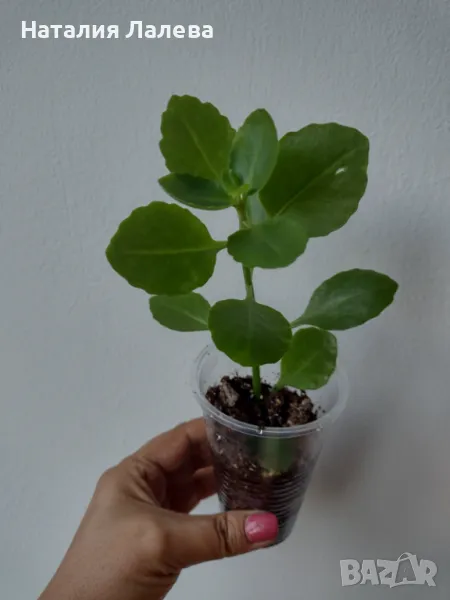 Каланхое, kalanchoe hibrid, снимка 1