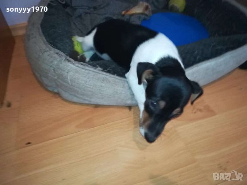 ПРОДАВАМЕ ДЖАК-ЖЕНСКО КУТРЕ 0911251839, снимка 1