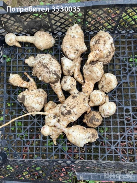 бяла гулия, земна ябълка , снимка 1