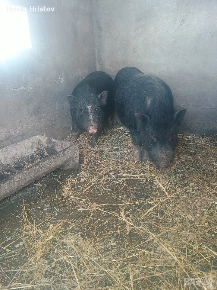 Виетнамски прасета , снимка 1
