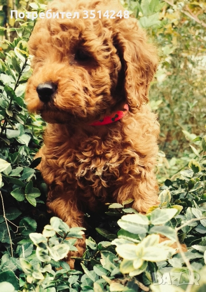 Мини пудел момченце, снимка 1