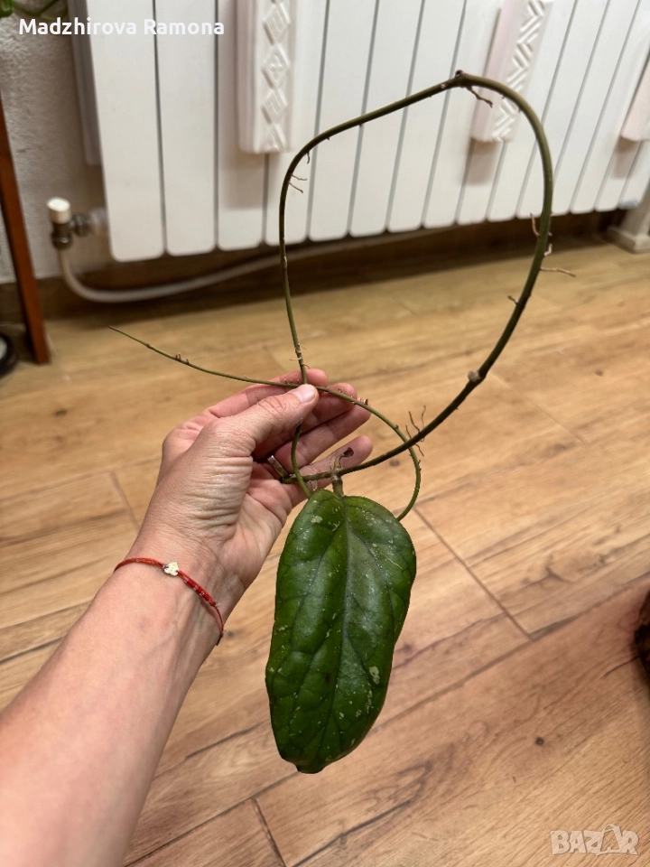 Hoya cv .elephant , снимка 1