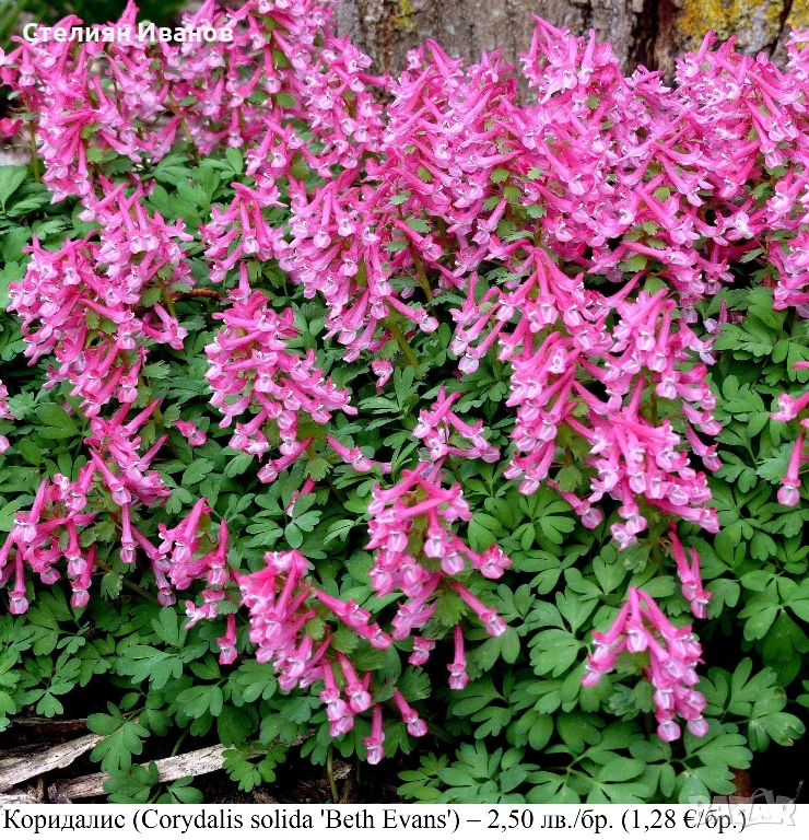 Коридалис (Corydalis solida 'Beth Evans') – грудки, снимка 1