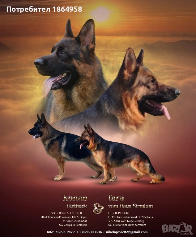 Женски Немски Овчарки ДОСТАВКА, снимка 1