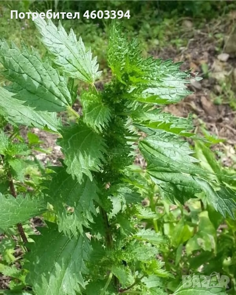 Прясна и сушена коприва от нашето село, снимка 1