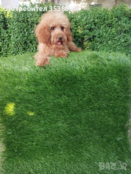 Той Пудел , снимка 1