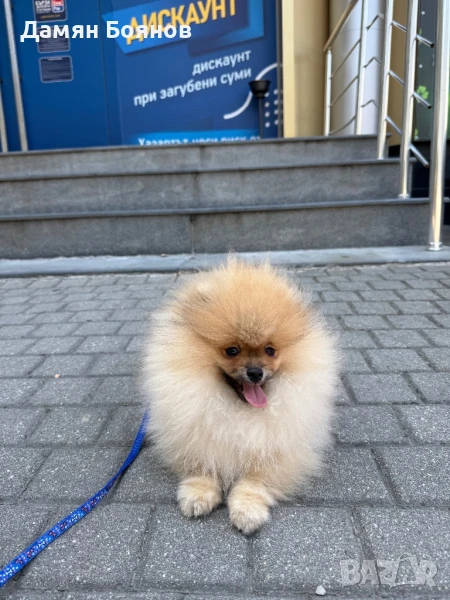 Померан с родословие FCI, снимка 1